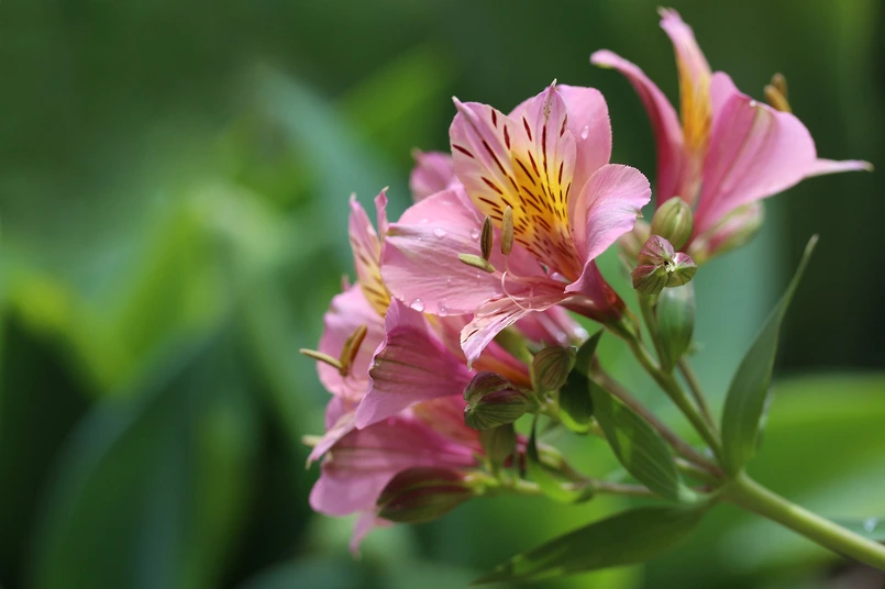 Spring - Alstroemeria Alstroemeria